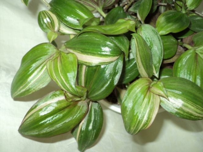 DSC08322.JPG