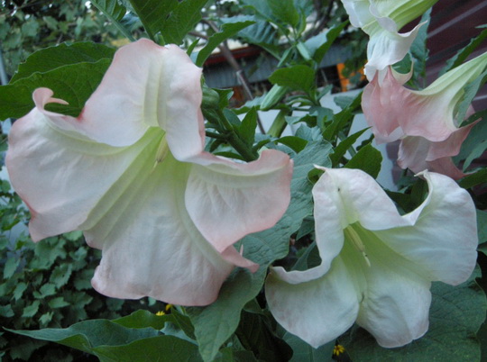 DSCN2428.JPG