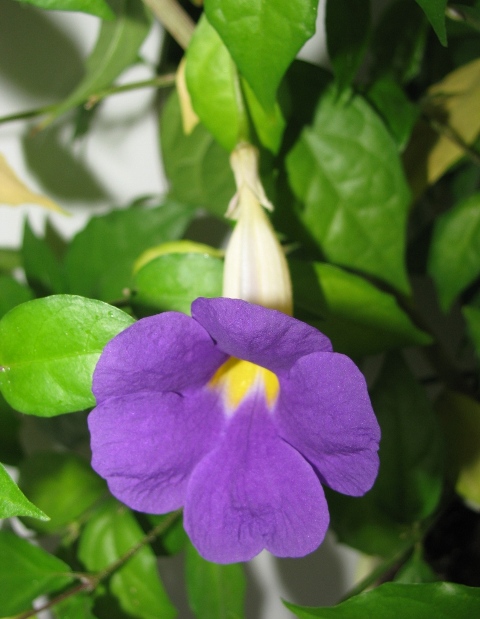 Тунбергия прямостоячая (Thunbergia erecta) Сорт Мантия короля (3).JPG