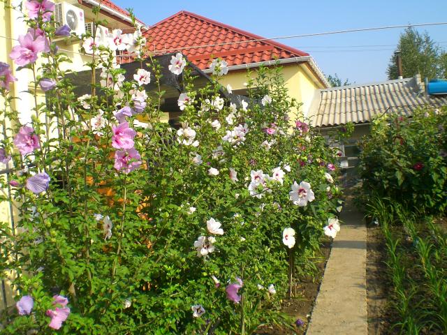 CIMG0040.jpg