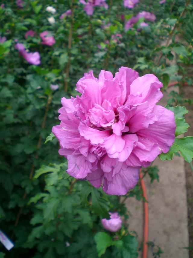 CIMG0844.jpg