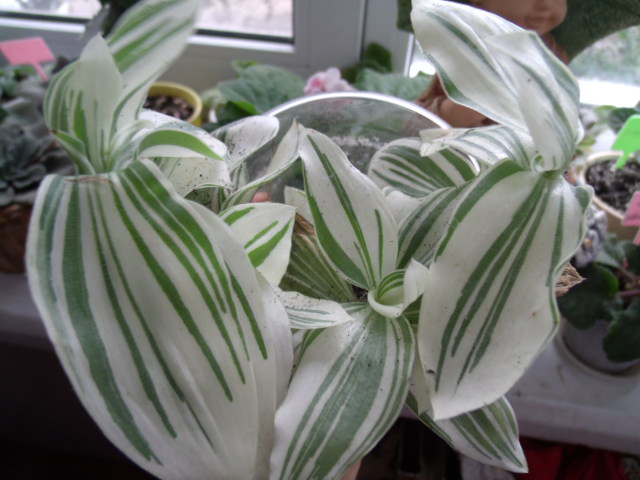 GEDC4078.JPG