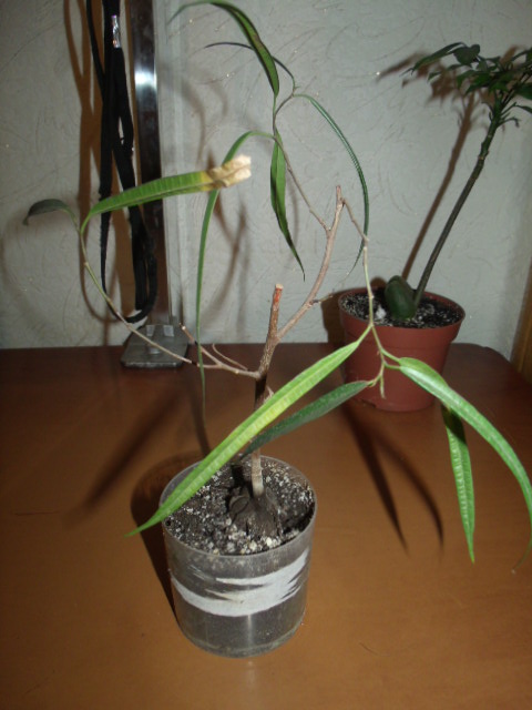 GEDC4435.JPG