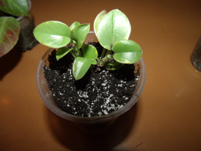 GEDC4809.JPG