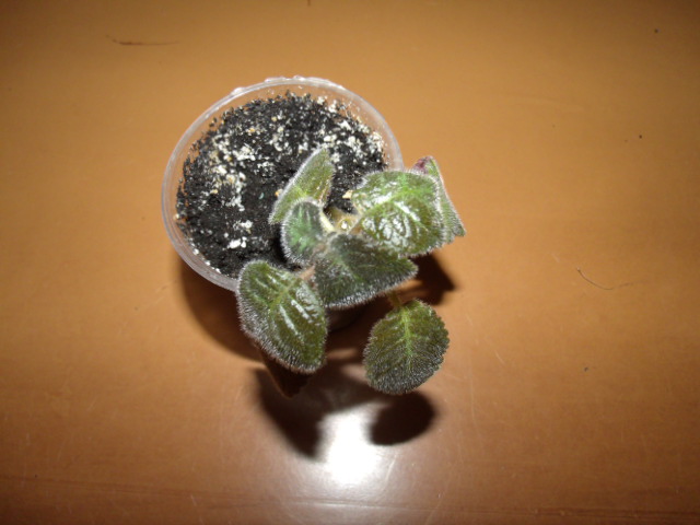 GEDC4822.JPG