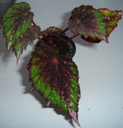 DSC01283.JPG