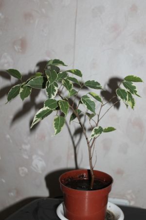 IMG_9869.jpg