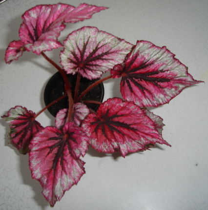 DSC01325.JPG
