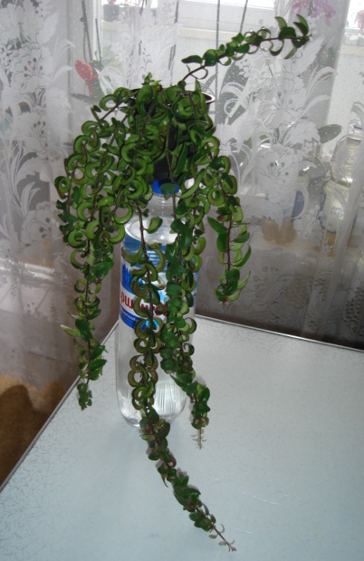DSC01334.JPG