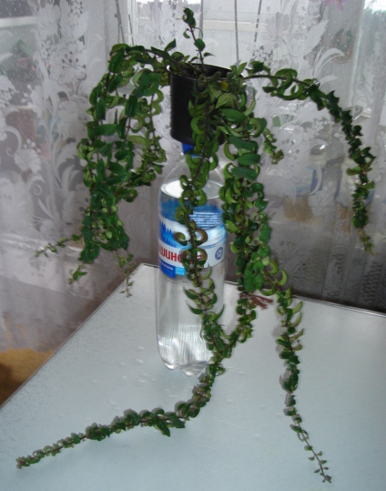 DSC01341.JPG