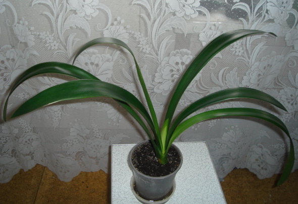 DSC01232.JPG