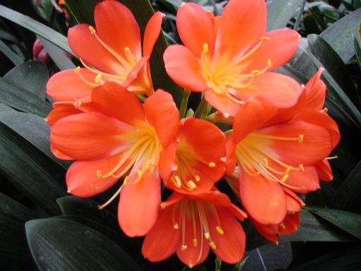 clivia1.jpg