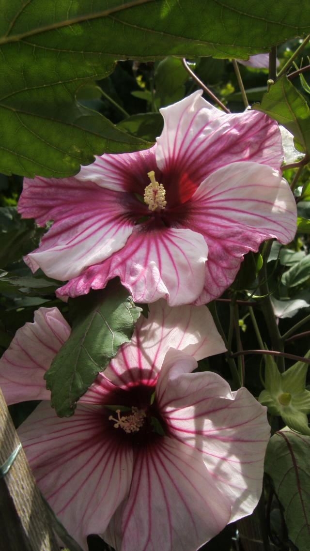S73F7540.jpg