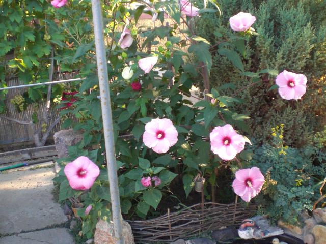 CIMG0834.jpg
