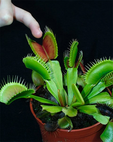 Венерина мухоловка_2.jpg