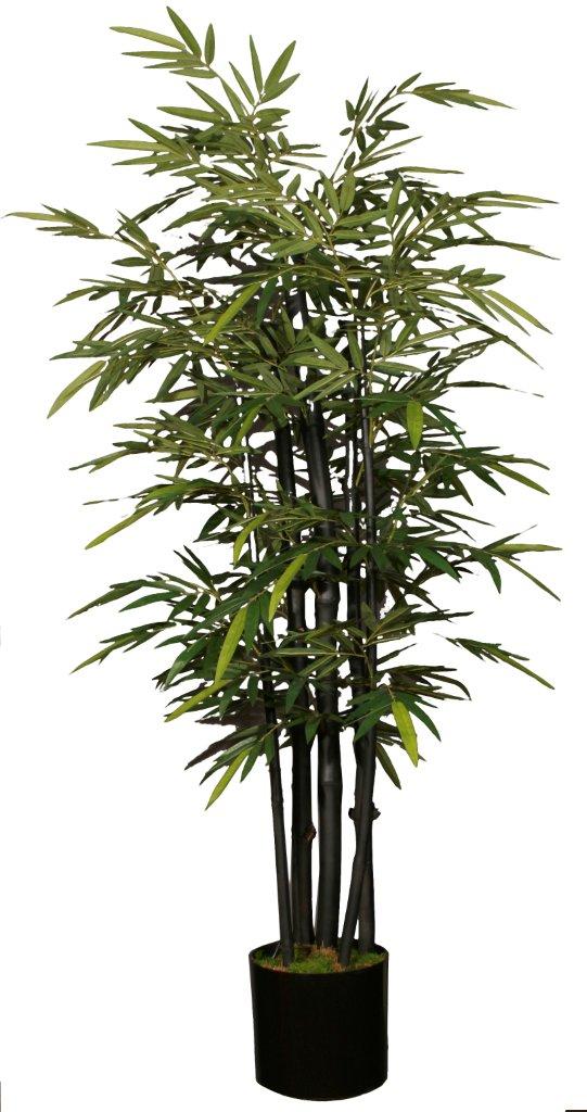 black_bamboo.jpg