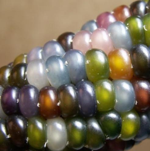 colorful_corn.jpg