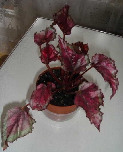 DSC01344.JPG