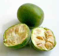 momordica grosvenori1.jpg