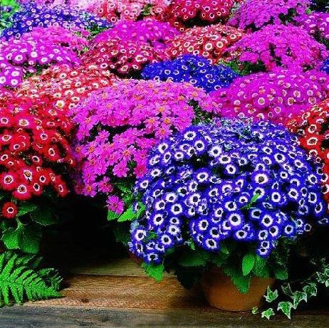 Cineraria.jpg