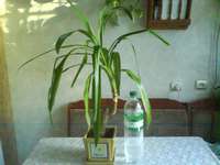 DSC00838_thumb.jpg