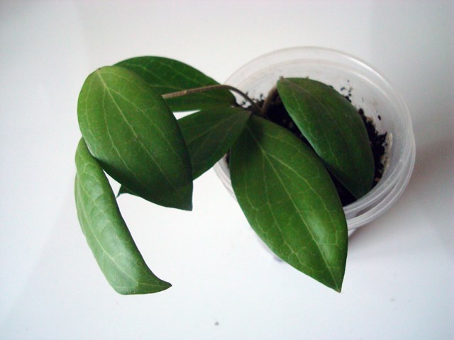 DSC07847.JPG