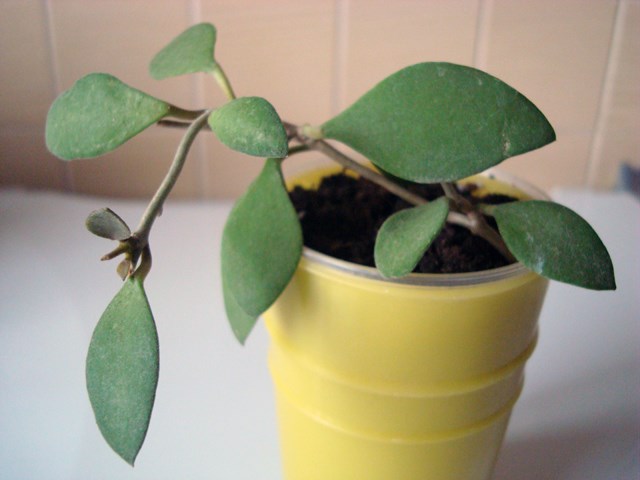 DSC07856.JPG