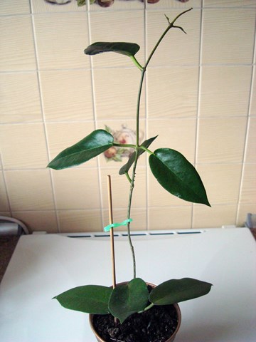 DSC07851.JPG