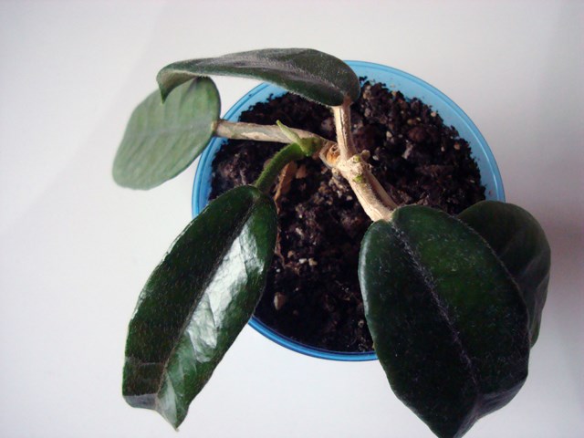 DSC07840.JPG
