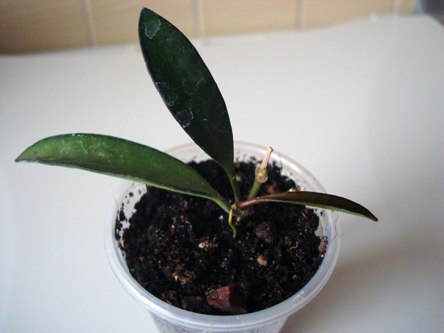 DSC07857.JPG
