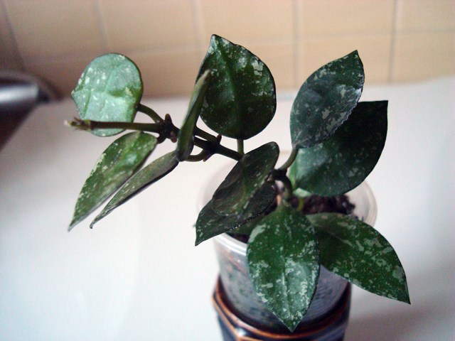 DSC07849.JPG