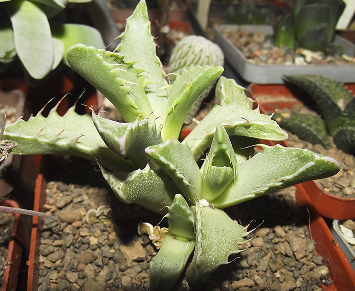 Faucaria-tigrina.jpg