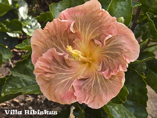 Hibiskus rosa sinensis - Karamello - Villa Hibiskus.jpg