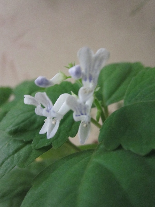 Plectranthus ernstii_2.JPG