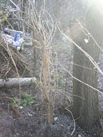 PIC_0005.JPG