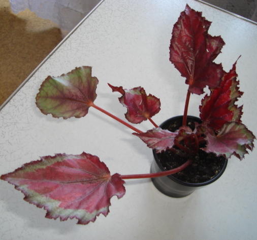 DSC01381.JPG
