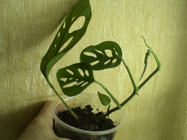 DSC01330а.jpg