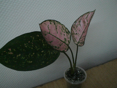 DSC01319а.jpg