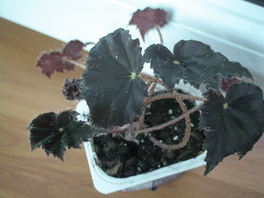 DSC01325а.jpg