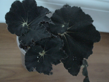 DSC01326а.jpg