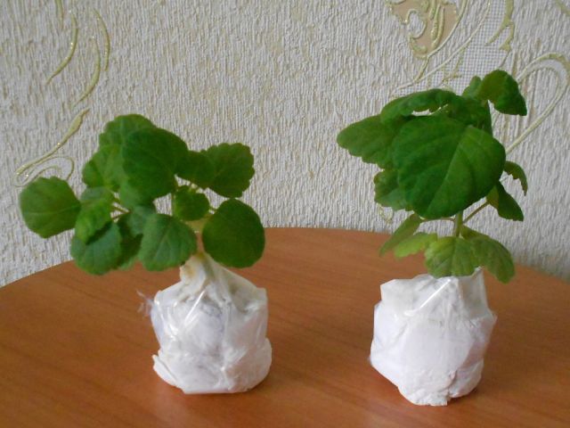 getImage (3).jpg