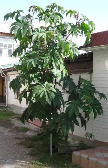 клещевина _1.jpg