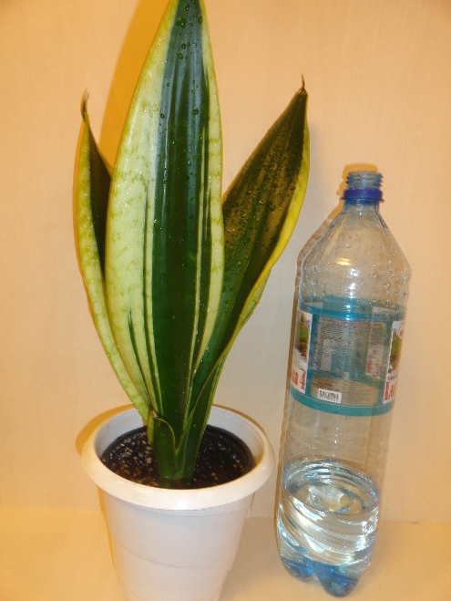 DSC05027.JPG