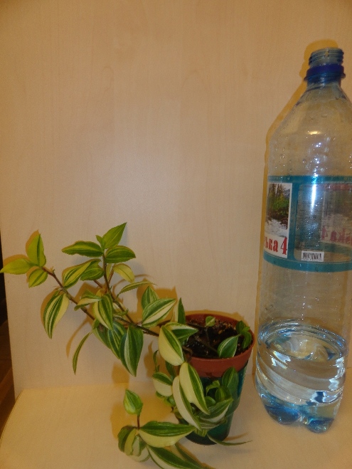 DSC05033.JPG