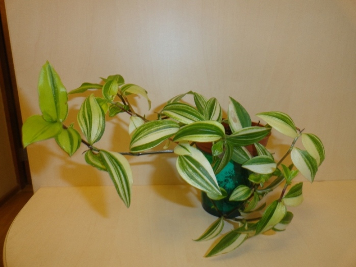 DSC05037.JPG