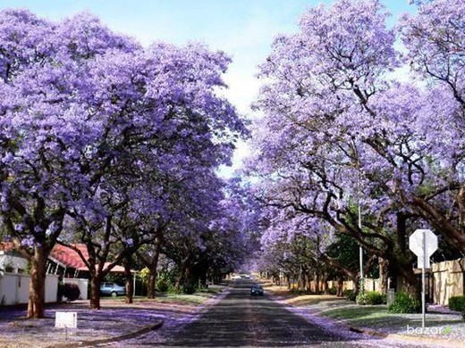 Paulownia_2.jpg