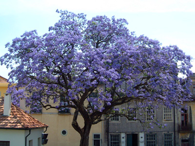Paulownia_1.jpg