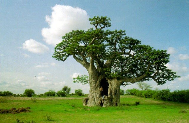 Baobab_2.jpg