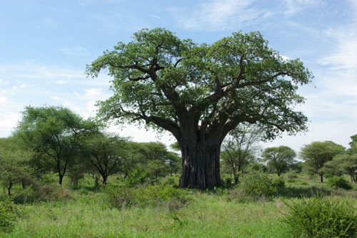baobab_1.jpg
