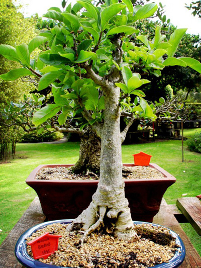 Baobab_0.jpg